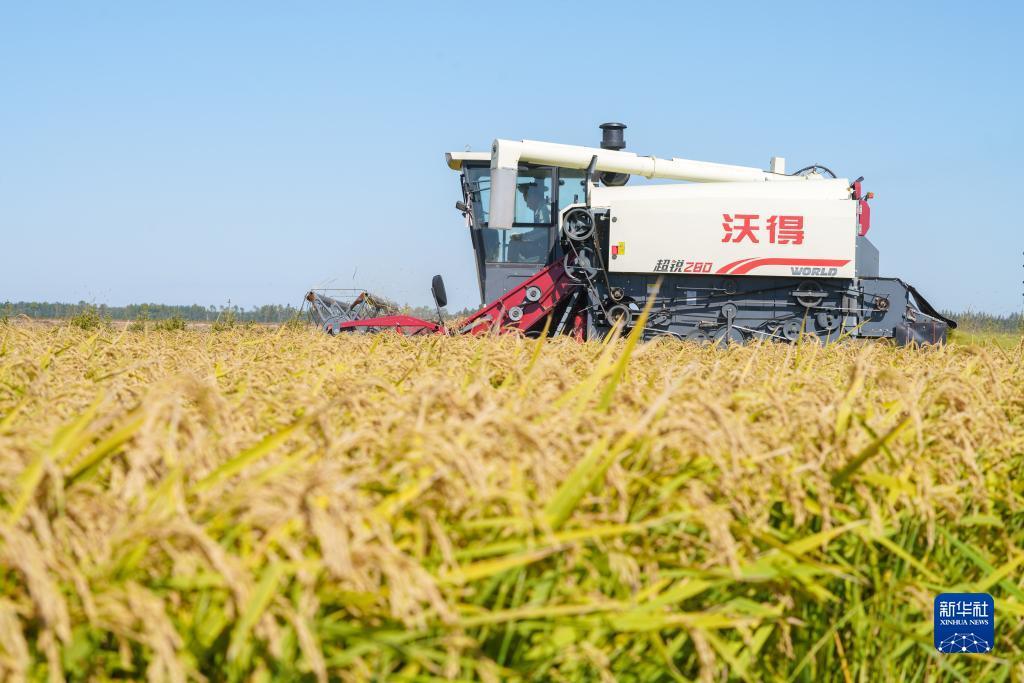 最新白菜彩金